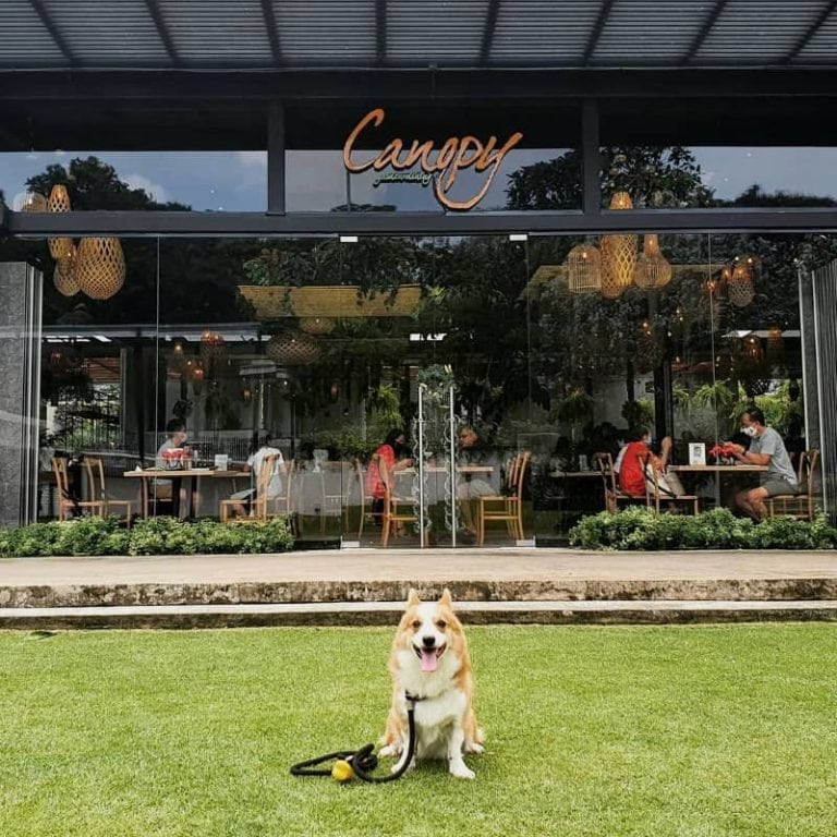 Canopy HortPark is the perfect spot for brunches and doggy playdates
