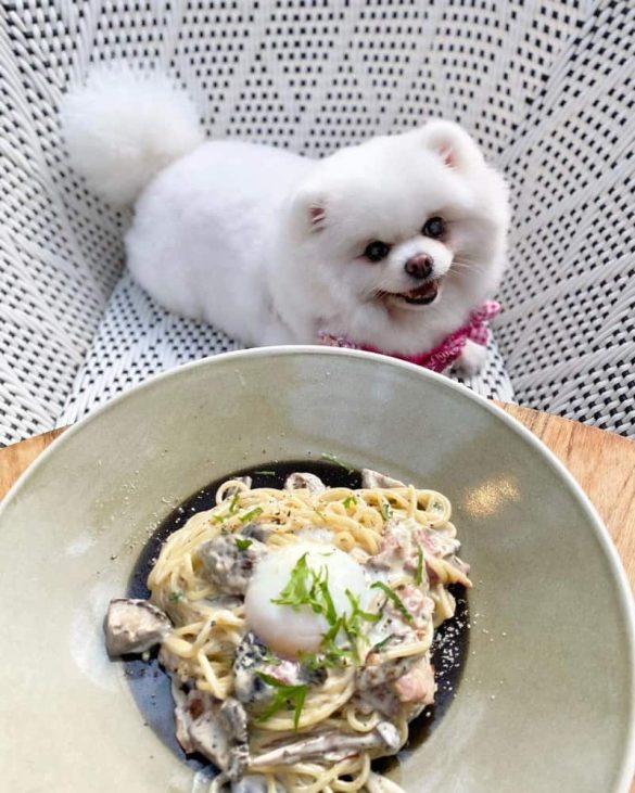Canopy HortPark is the perfect spot for brunches and doggy playdates