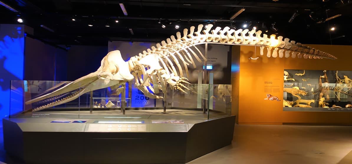 Visit dinosaurs and over 2,000 natural specimens at this permanent exhibit