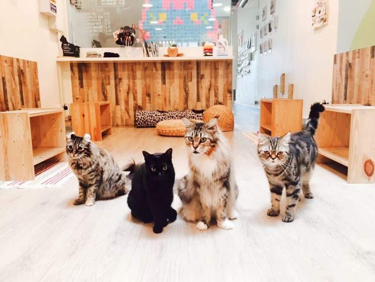 12 animal cafes in Singapore with cats and dogs to pet your stress away