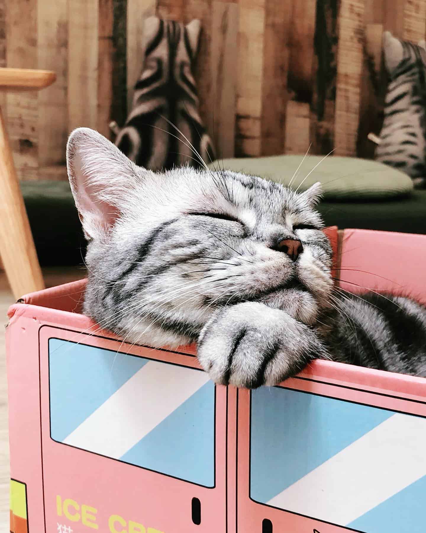 12 animal cafes in Singapore with cats and dogs to pet your stress away