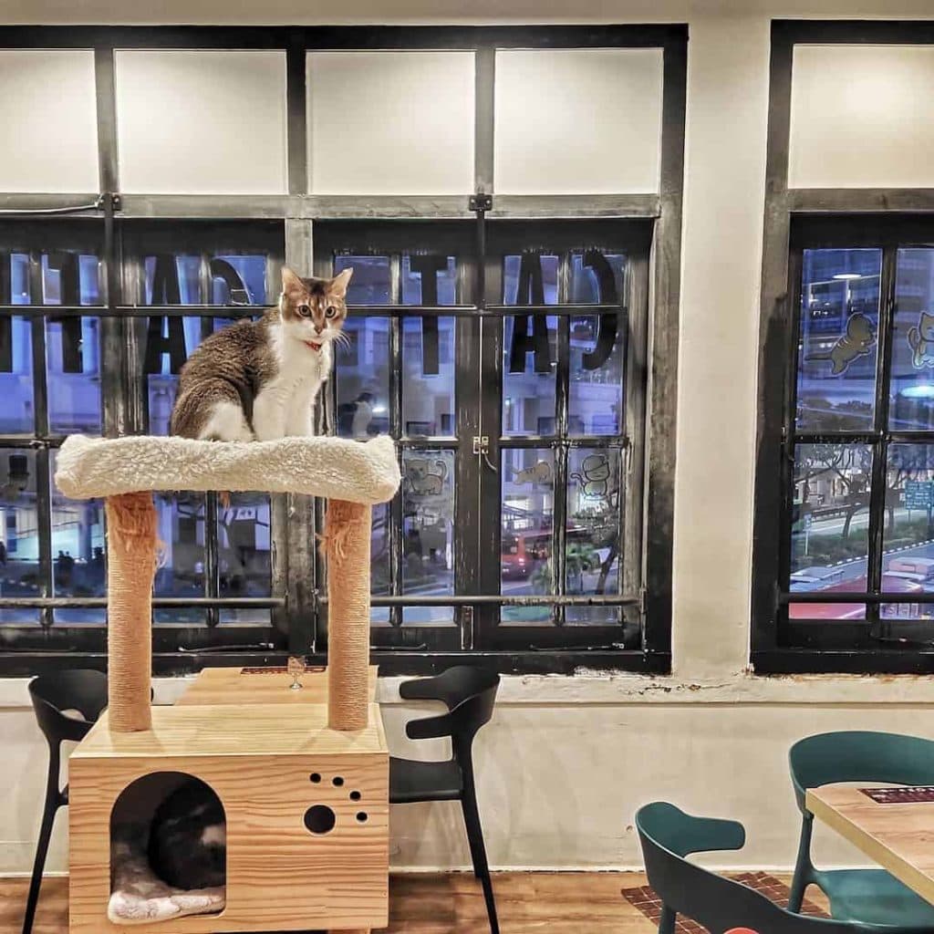 animal cafes singapore the cat cafe