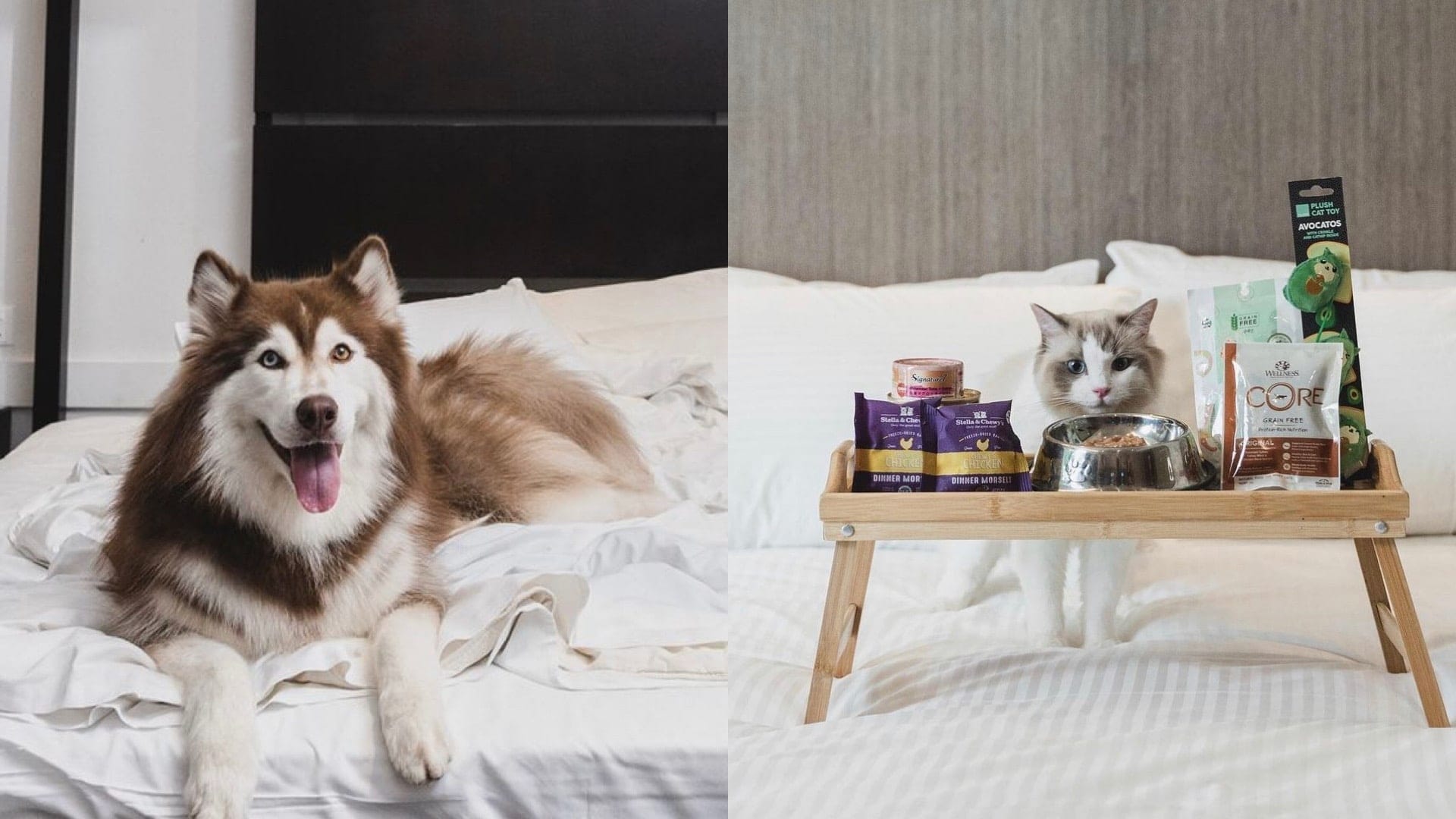 10 petfriendly hotels for a pawcation with your pets