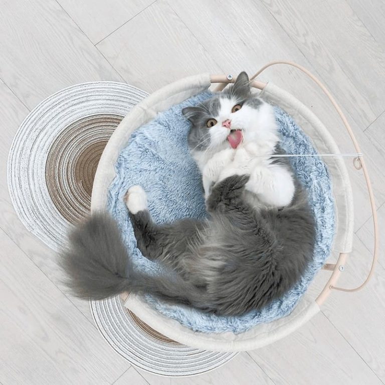 Paws Claws Petstore is a new cat cafe with kittens & only 12 entry fee