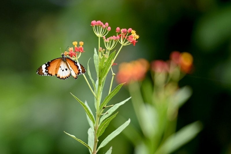 therapeutic garden butterfly