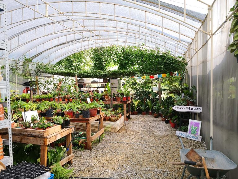 10 lush nurseries in Singapore where you can get your plant fix
