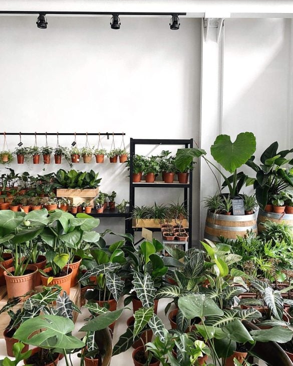 10 lush nurseries in Singapore where you can get your plant fix