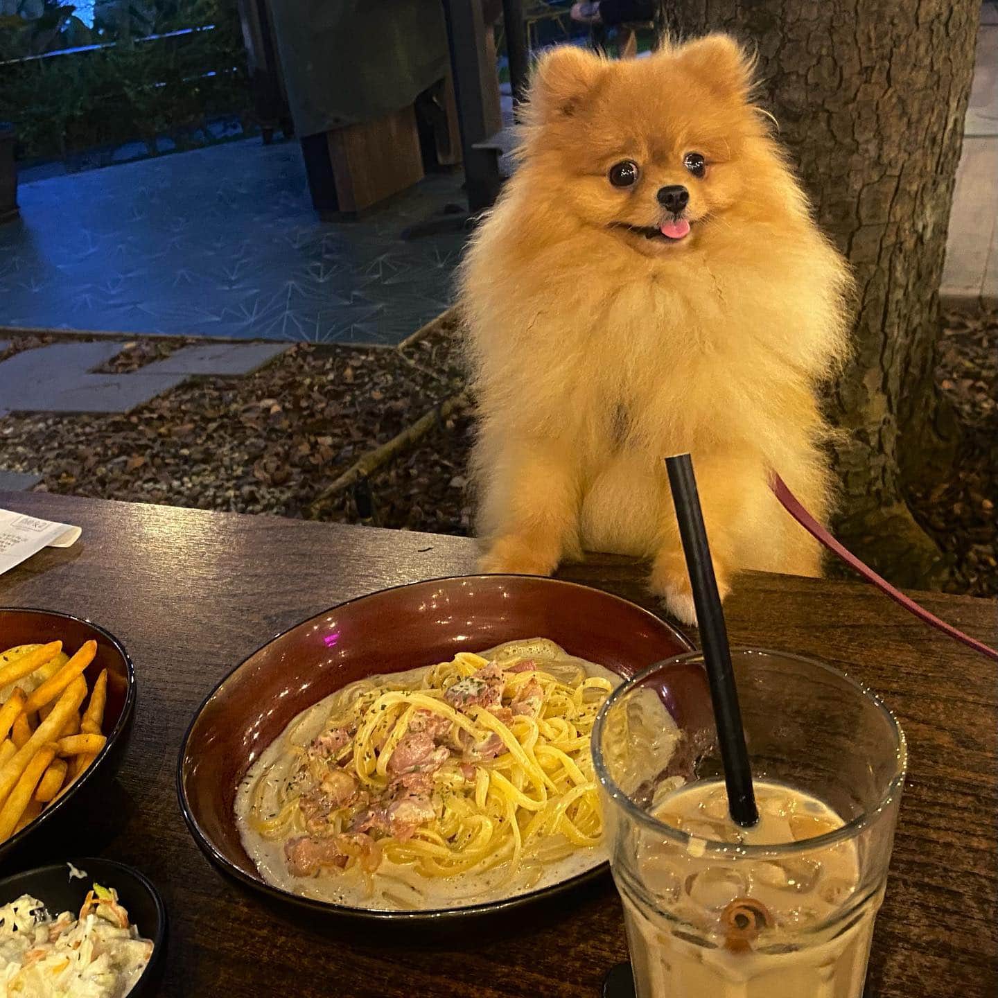 five andtwo pet-friendly restaurant