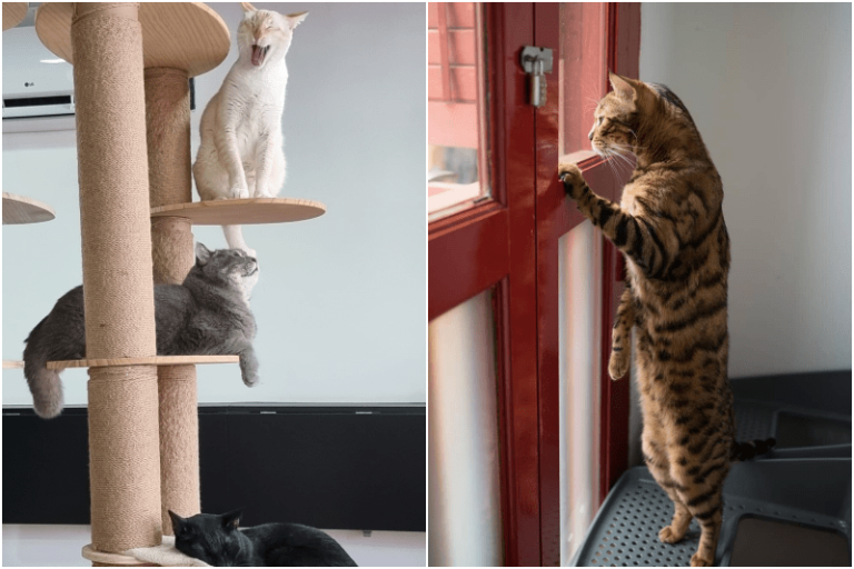Catopia Cafe has adorable cats you can spend time with for a fun day out