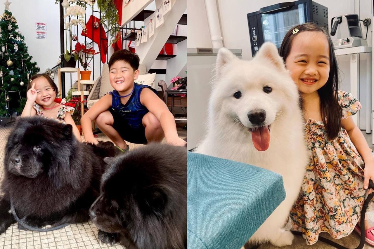 chow cute cafe chow chows singapore samoyed