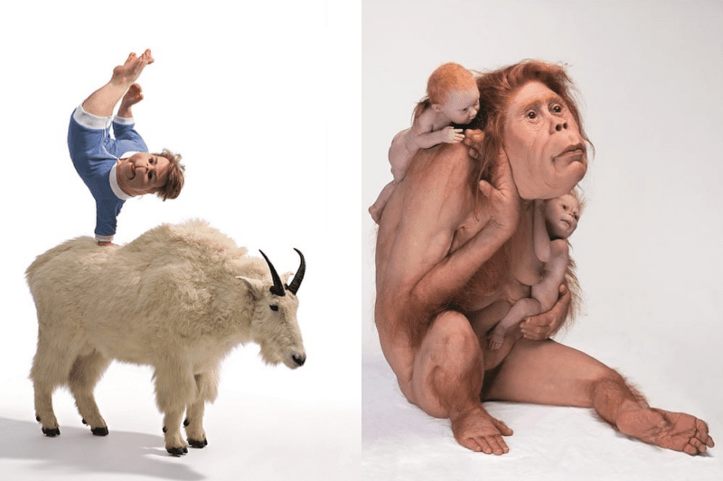 human animal hybrids