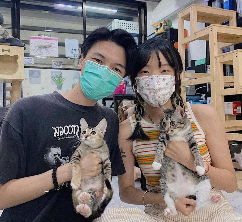 kitten sanctuary singapore