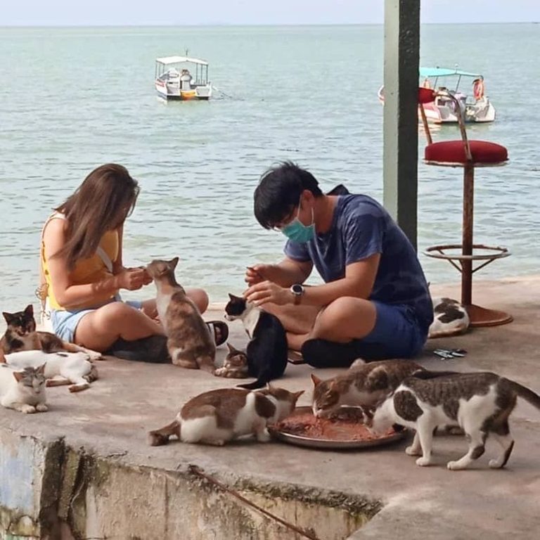Cat Beach Sanctuary lets you catch the sunset with hundreds of adorable