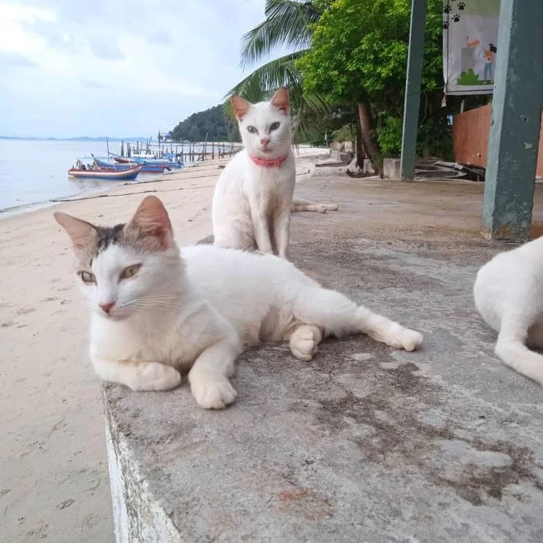 Cat Beach Sanctuary