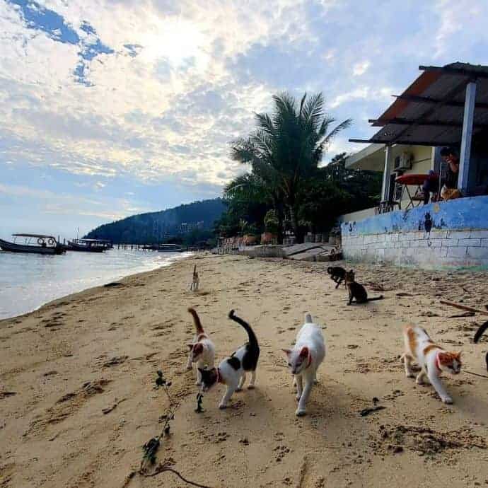 Cat Beach Sanctuary