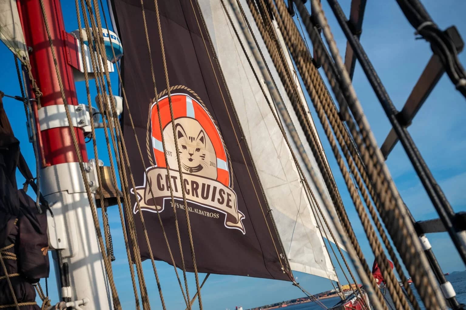 Royal Albatross Cat Cruise