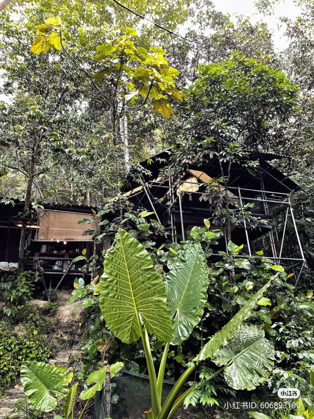 Rainforest Treehouse Cafe