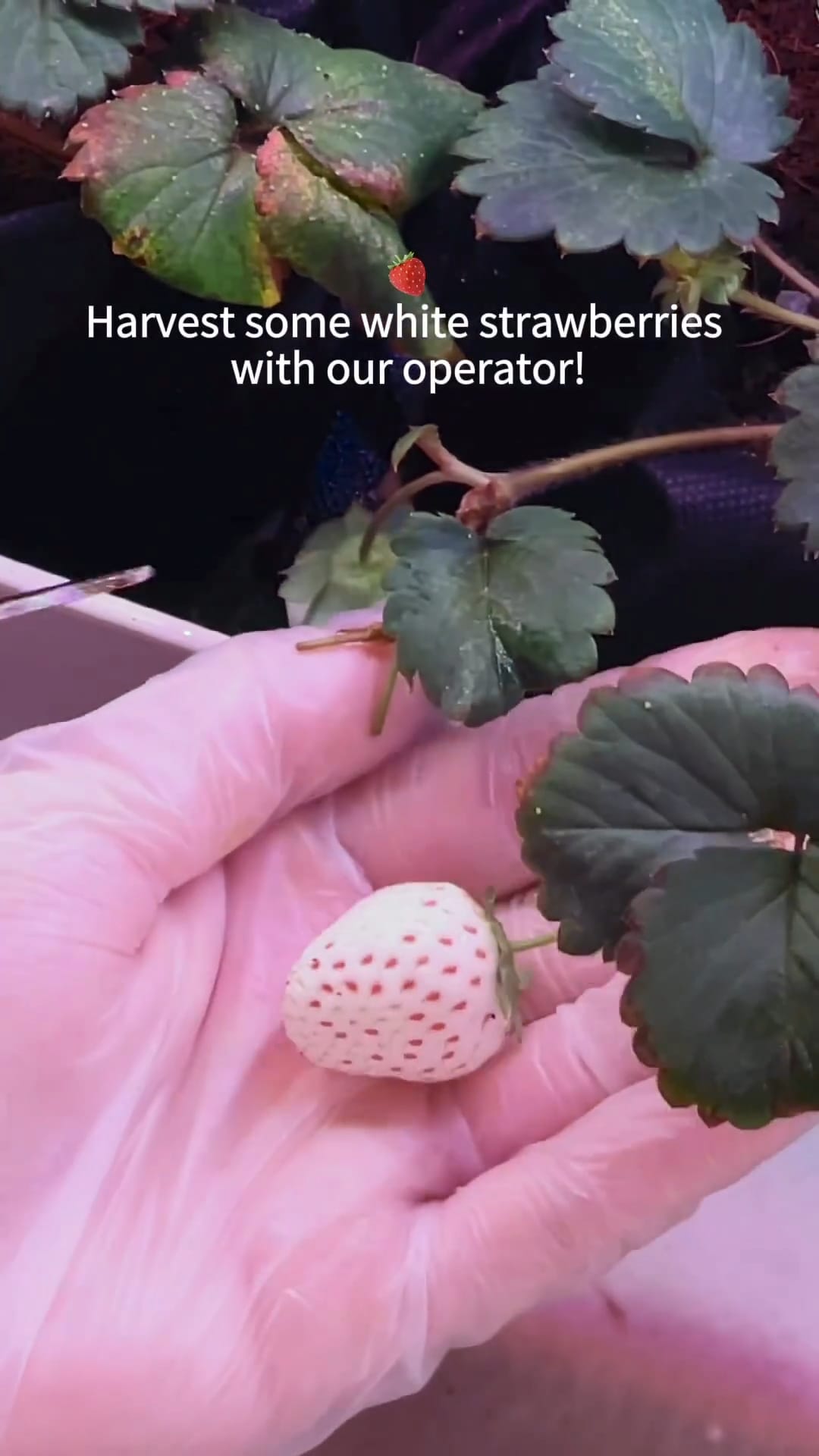 strawberry picking 