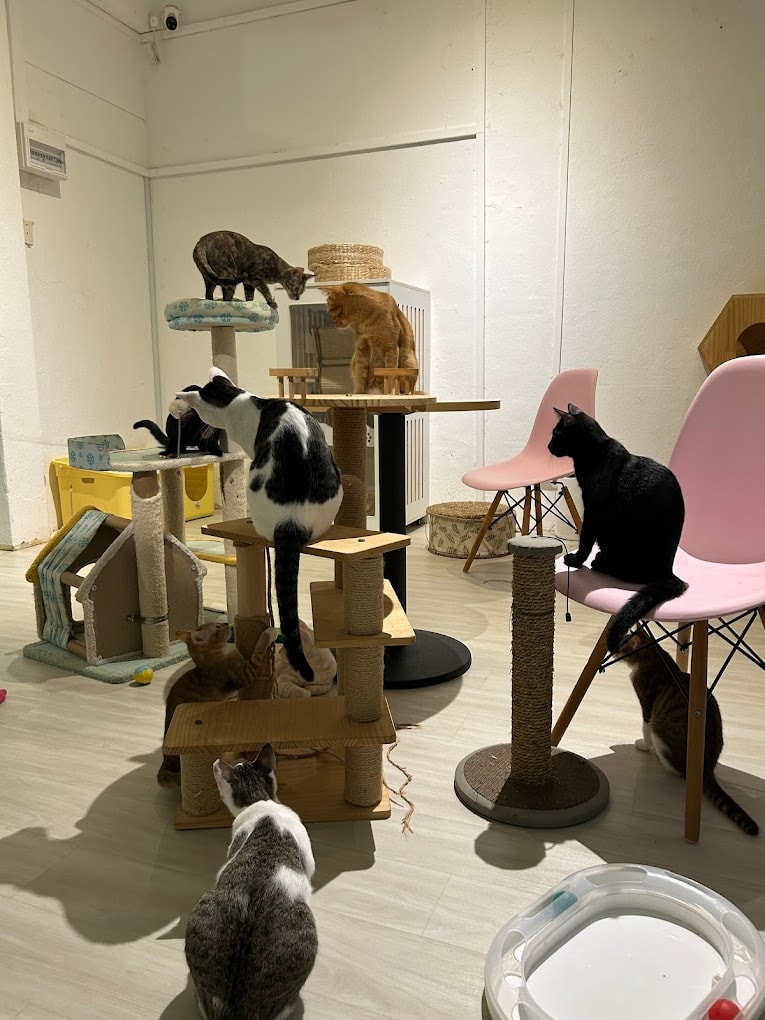 Pat-A-Cat is a cosy cat cafe in Joo Chiat with cute rescue kittens