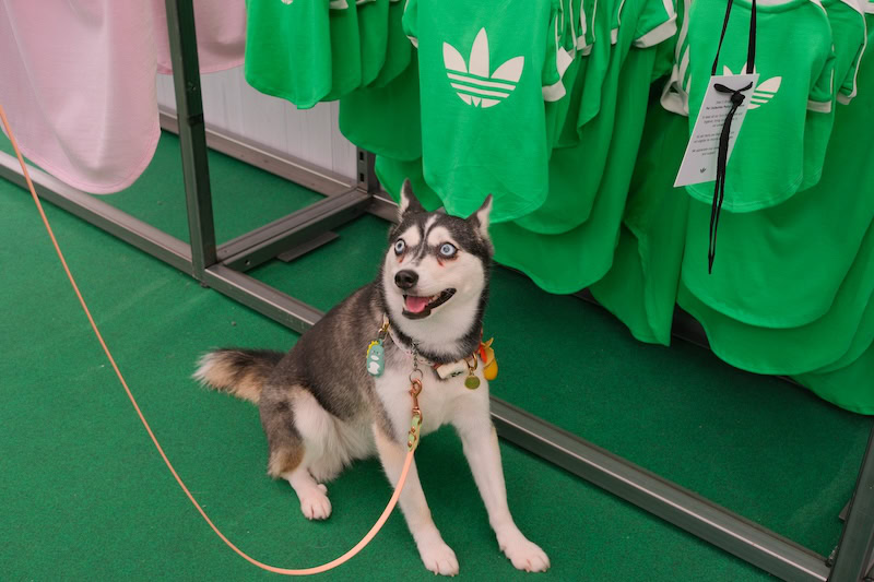 FurKids Fiesta