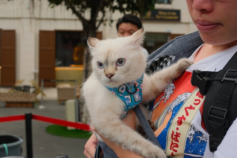 FurKids Fiesta
