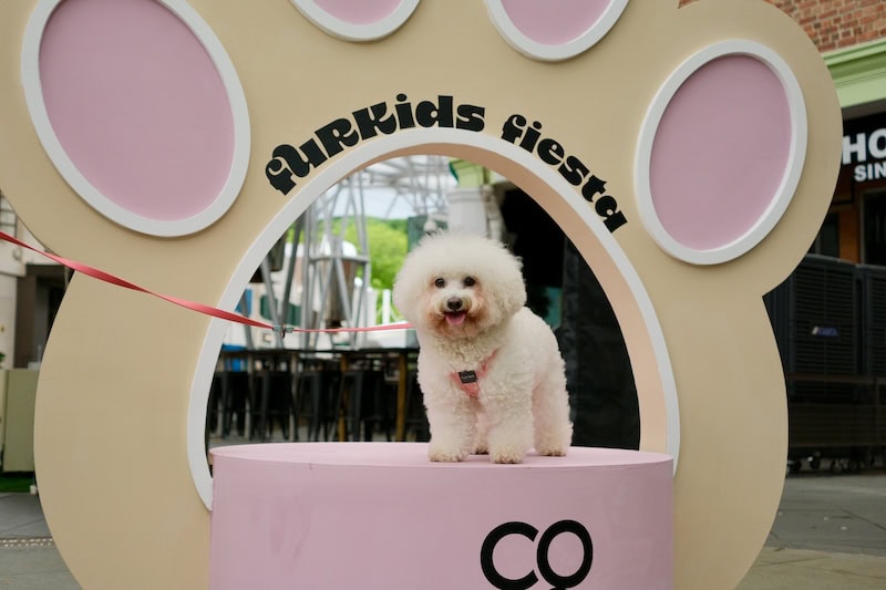 FurKids Fiesta