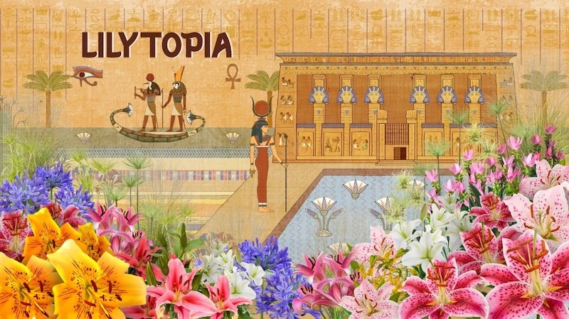 Weekend 22 & 23 August 2026 - Lilytopia