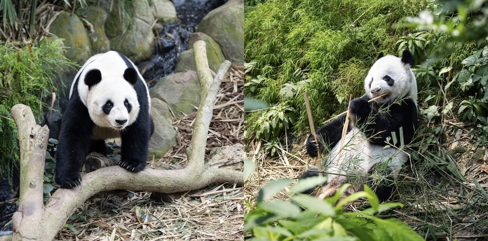 Panda Planet Immersive Experience - Jia Jia & Kai Kai