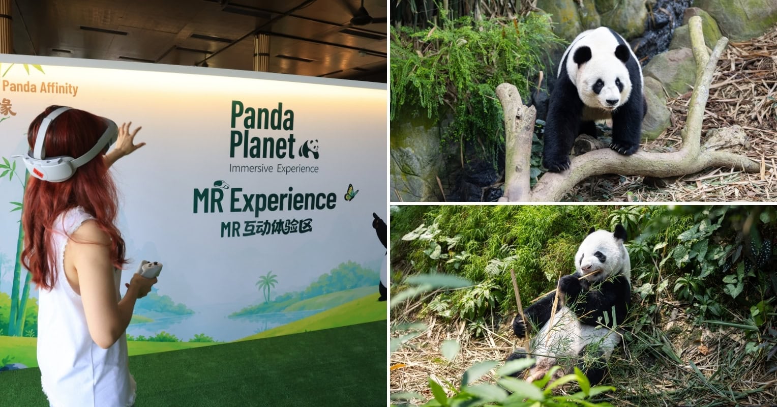 Panda Planet Immersive Experience - featured image