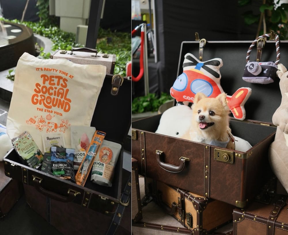 Pets Social Ground - free entry