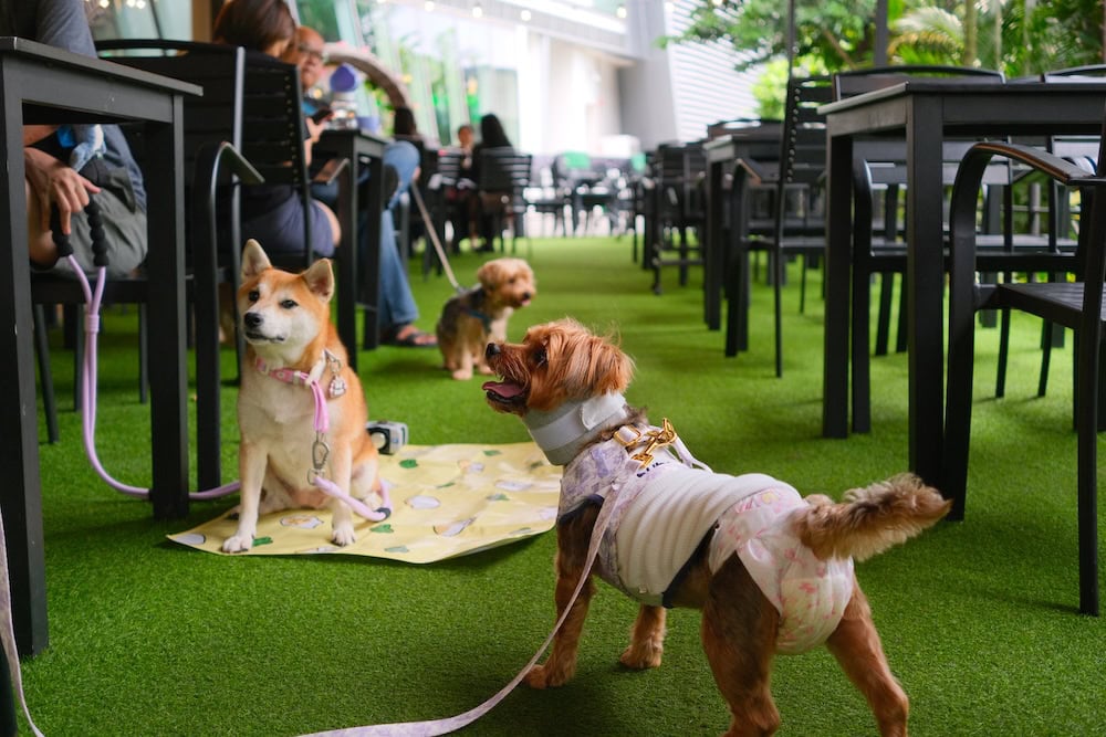 Pets Social Ground - pet-friendly